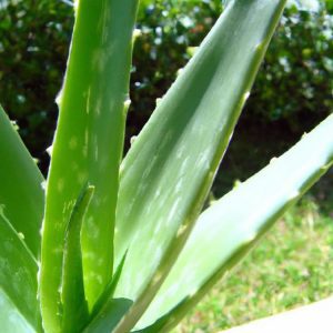 Aloes na trądzik - czy warto go stosować?